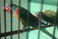 Двойки папагали , снимка 14