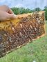 Пчелни майки    2024, снимка 1 - За пчели - 40672789