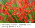 Крокосмия (Crocosmia 'Carmine Brilliant') – луковици, снимка 2