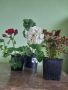 Комплект Растения , снимка 1 - Стайни растения - 45430575