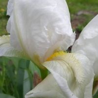 Ирис ,Перуника , снимка 2 - Градински цветя и растения - 45241298