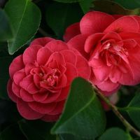 Camellia japonica 'Lady Campbell', снимка 2 - Градински цветя и растения - 45439710