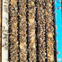 Пчелни отводки Дадан Блат 2024, снимка 2 - Други - 45287336