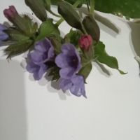 Розово лилава горска иглика, снимка 5 - Градински цветя и растения - 44865662