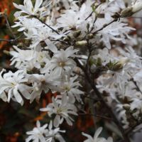 Звездовидна магнолия - Magnolia stellata, снимка 4 - Градински цветя и растения - 45480968