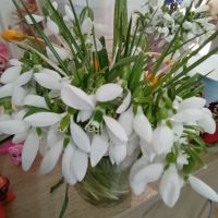 Лукувици кокичета, снимка 1 - Градински цветя и растения - 45248027