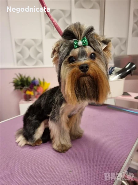 Мини Йорки за разплод, снимка 1