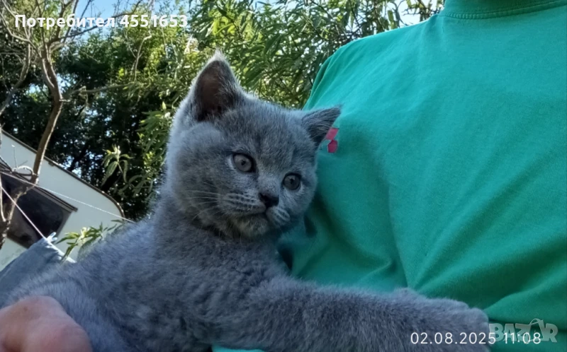 Британски котенца , снимка 1