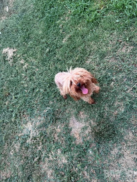 Той Пудел , снимка 1