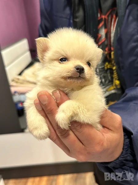 Померан , снимка 1