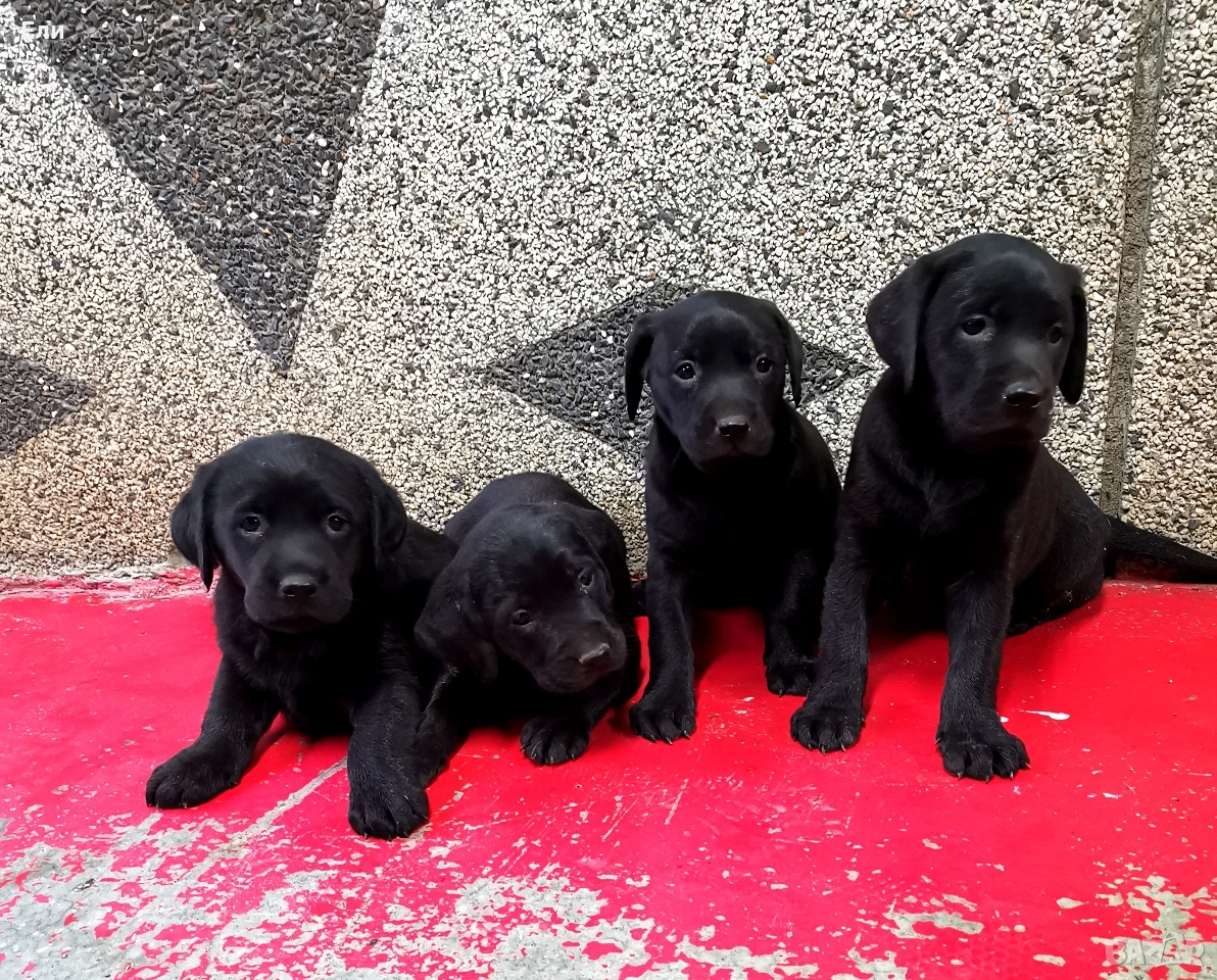 Чистокръвни лабрадорчета , снимка 1