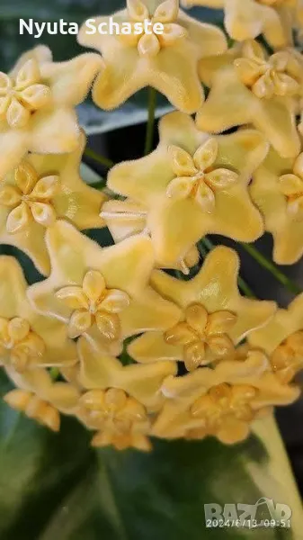 Hoya kenejiana albomarginata, снимка 1