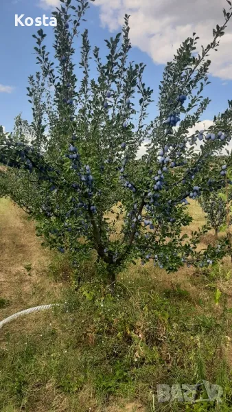 Сини сливи за ракия и пазар, снимка 1