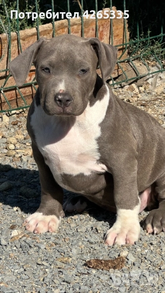 Американско були XL, снимка 1