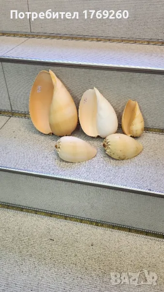 Продавам охлюви !, снимка 1