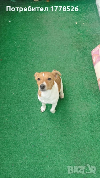 Джак Ръсел Териер, снимка 1
