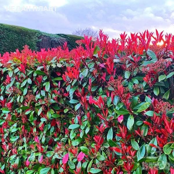 Фотиния "Ред Робин", снимка 1