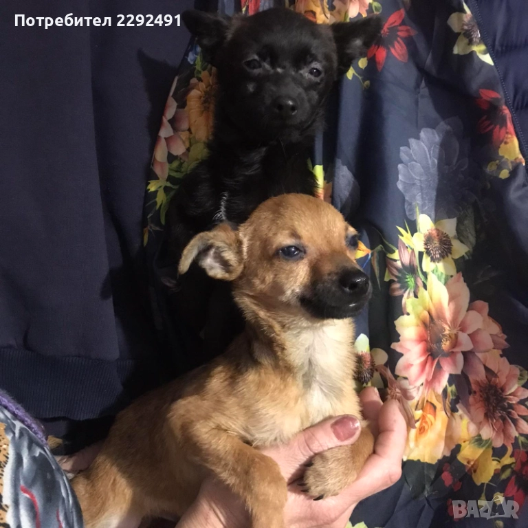 Мини Пинчери , снимка 1