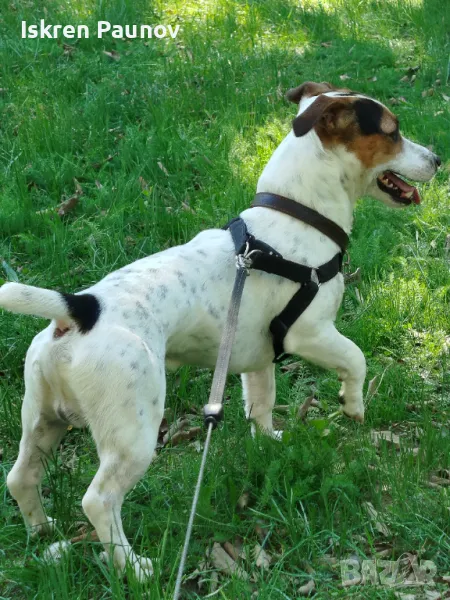 Приятелчето си търси мадама .Скоро ще навърши 3 годинки  и вече му е време да стане баща., снимка 1