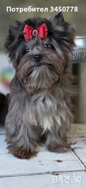мини момиченце йоркшир, снимка 1
