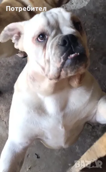 Английски булдог - женско, снимка 1