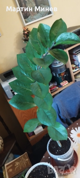 Замиокулкас замиофолия, снимка 1