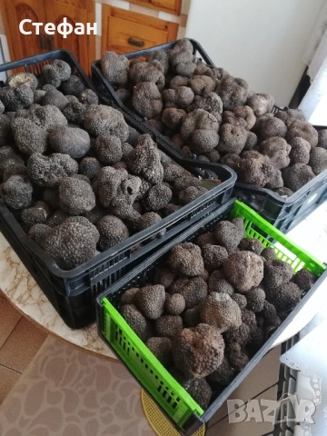 Пресни трюфели за консумация и обучение, снимка 7 - Домашни продукти - 53369312