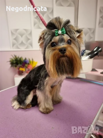 Мини Йорки за разплод