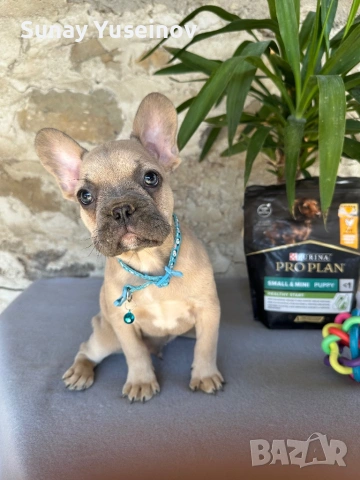 Френски булдочета (флъфи ген), снимка 6 - Френски булдог - 54108361