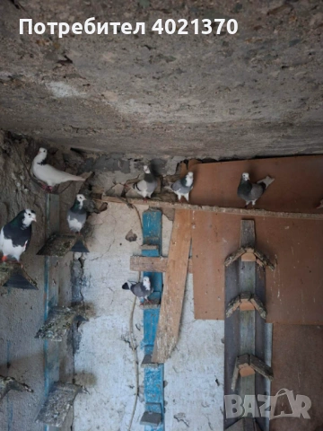 Английски типлери- Верф