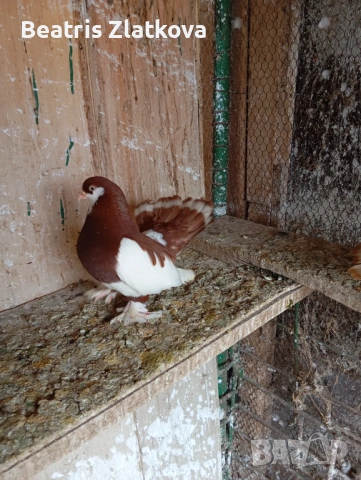 продавам гълъби, снимка 4 - Гълъби - 53924444