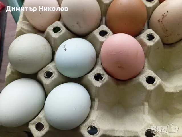 яйца за консумация- 50ст., снимка 5 - Домашни продукти - 48549443