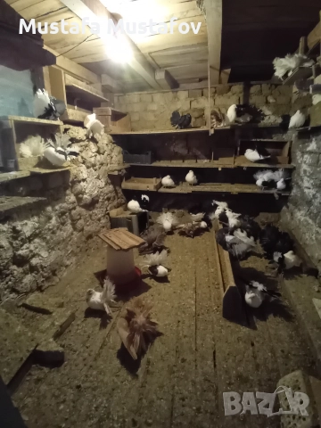 ПРОДАВАМ ФЕНЕРЛИИ , снимка 8 - Гълъби - 52806875