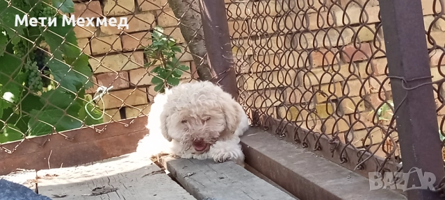 лагото, снимка 16 - Други - 51213827