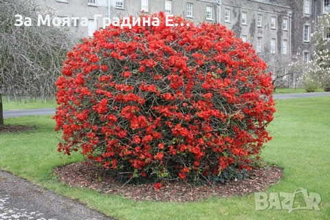 Японска Дюля 