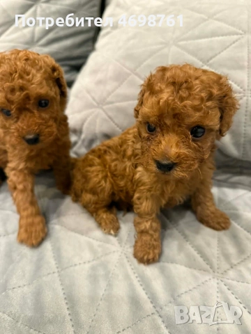 Той пудел//Пудел той, снимка 8 - Пудели - 53564195