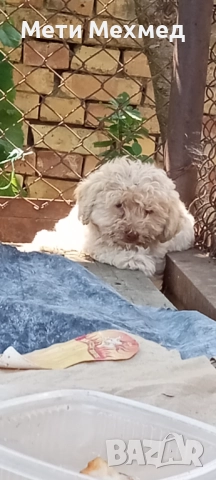 лагото, снимка 6 - Други - 51213827