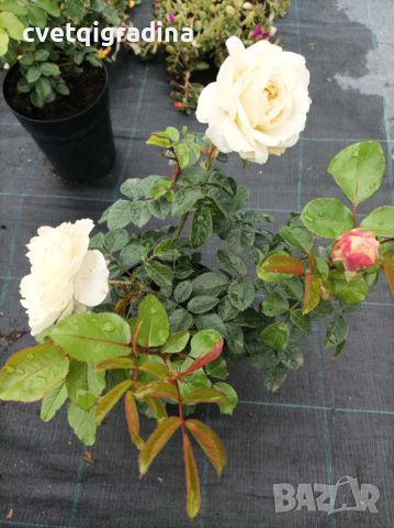 Роза храстовидна-бяла