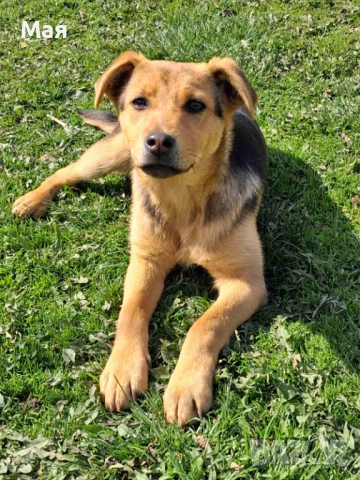 Кученца копойчета, снимка 6 - Други - 52566062