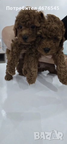 Мини пудел, снимка 2 - Пудели - 52876822