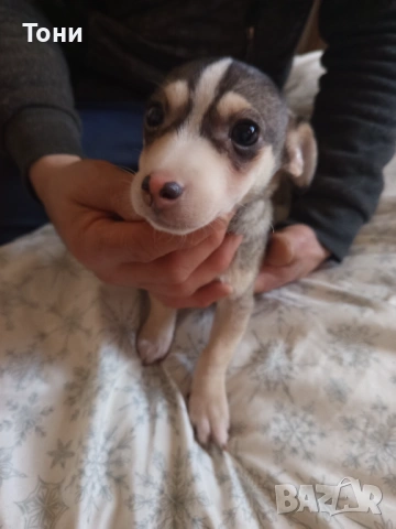 Чихуахуа Женско, снимка 12 - Чихуахуа - 53582398