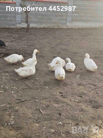 Гъски и патки, снимка 4 - Патици и гъски - 52509304