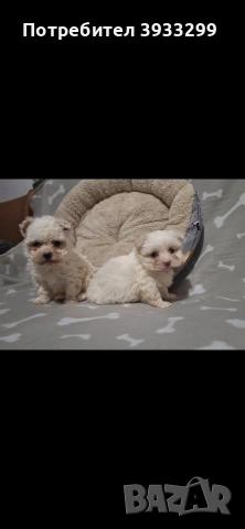 Малтийска болонка мини , снимка 2 - Болонка - 53921434