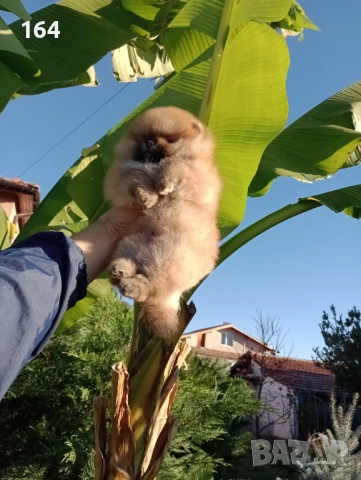 Мъжки Померан на 3 месеца . , снимка 3 - Померан - 52745286