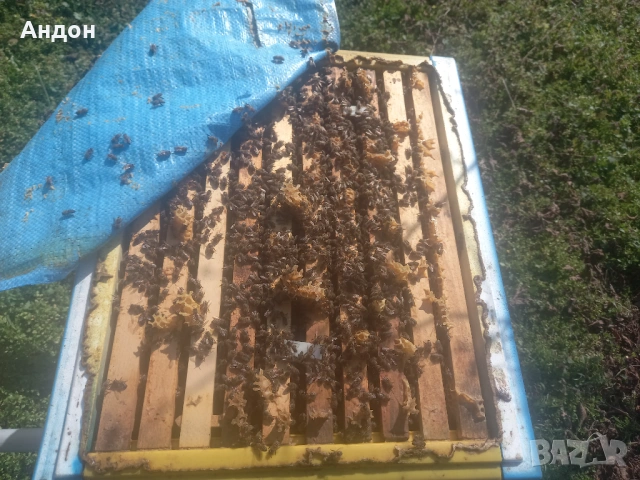 презимували пчелни отводки / семейства ЛР