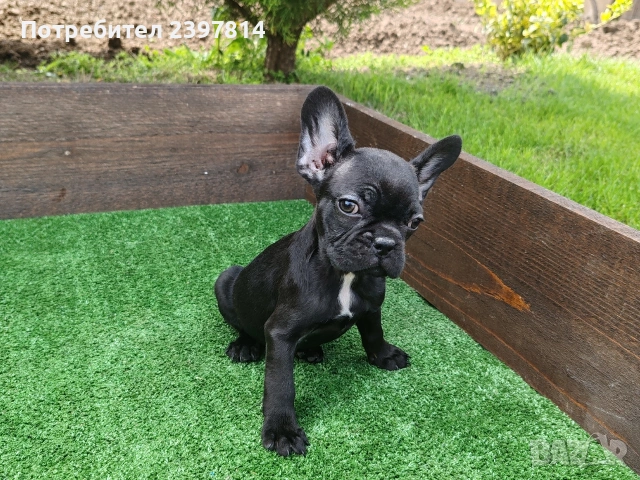 Френски булдог , снимка 2 - Френски булдог - 53832556