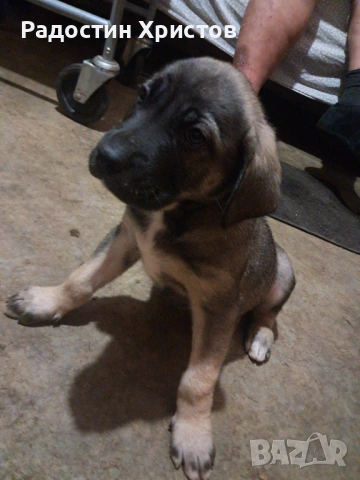 Продавам куче кане корсо, снимка 4 - Кане корсо - 53669842