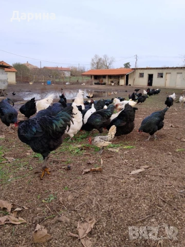 Разплодни яйца от Джърси Гигант, снимка 2 - Кокошки и пуйки - 54009063