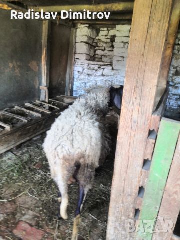 Продавам черноглава Плевенска овца към 81килограма гледана със мерак за номер за връзка 088 518 9601, снимка 8 - Овце - 45913609