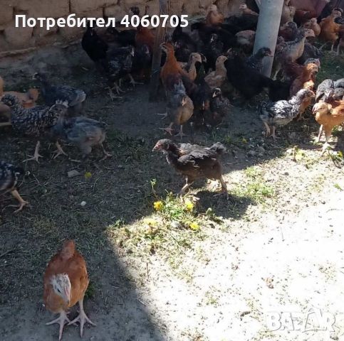 Продавам пилета  кръстоска на един месец (на 30 дни) 4лв., снимка 3 - Кокошки и пуйки - 45317437